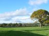 Tree - Upper Teesdale Autumn 2011