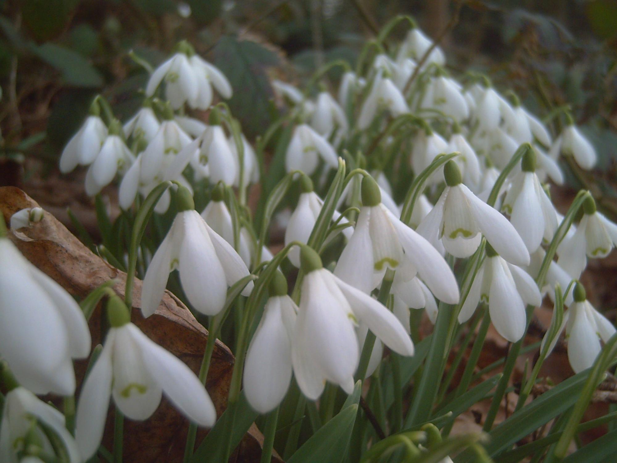 snowdrops