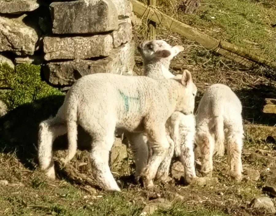 Spring Sheep