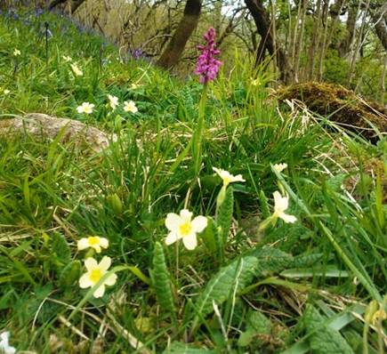 Spring woodland