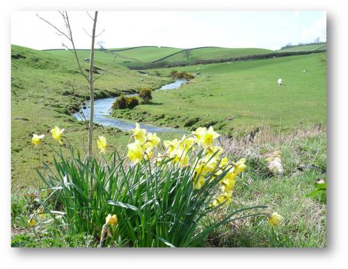 spring